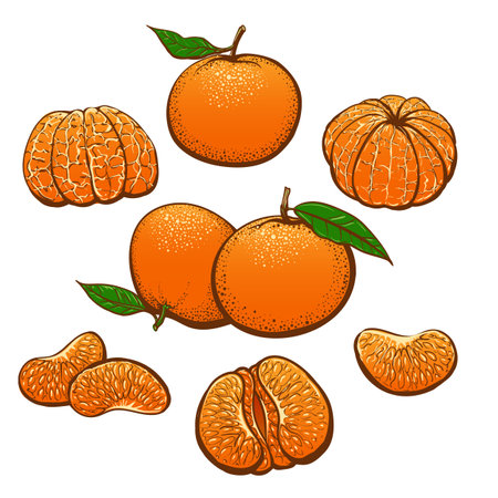 Color drawn mandarinのイラスト素材