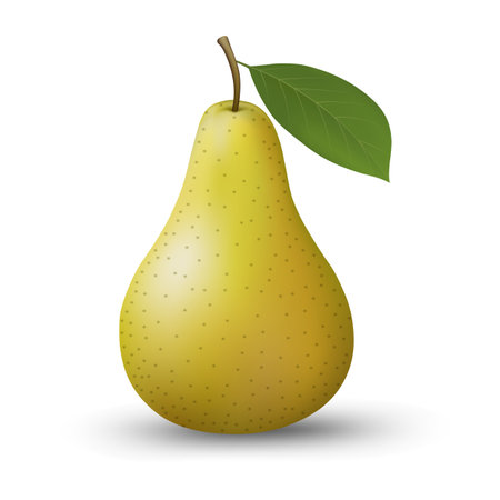 Realistic isolated pearのイラスト素材