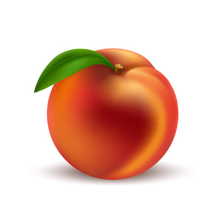 Whole realistic peachのイラスト素材