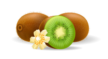 Kiwi fruits and flowers isolatedのイラスト素材