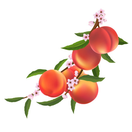 Peaches blooming branchのイラスト素材