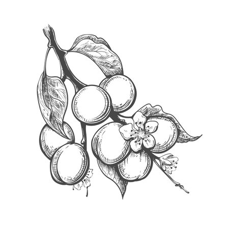 Apricot branch engravingのイラスト素材