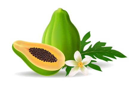 Papaya half leaf and flowerのイラスト素材