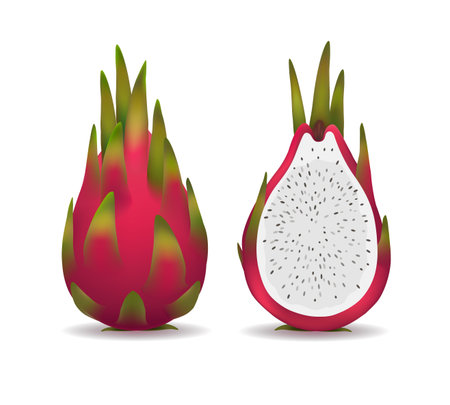 Realistic pitaya fruitのイラスト素材