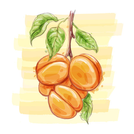 Apricots watercolor sketchのイラスト素材