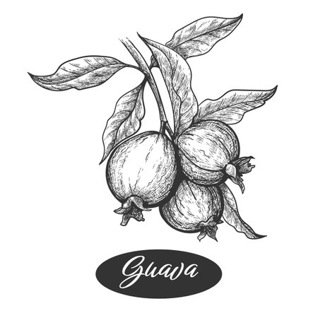 Guava branch engravingのイラスト素材