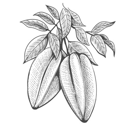 Hand drawn carambola branchのイラスト素材
