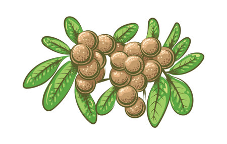 Longan branch colour sketchのイラスト素材