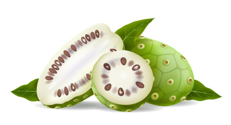 Noni fruits and leaves realisticのイラスト素材