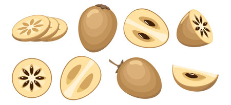 Sapota fruits setのイラスト素材