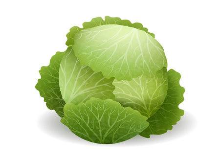 Realistic fresh cabbageのイラスト素材