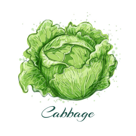 Head cabbage vegetables watercolor sketchのイラスト素材