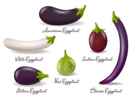 Eggplants varieties photo realisticのイラスト素材