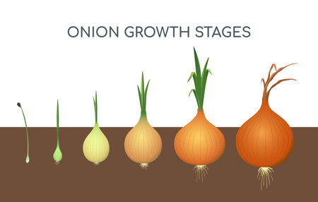 Onion growing stagesのイラスト素材
