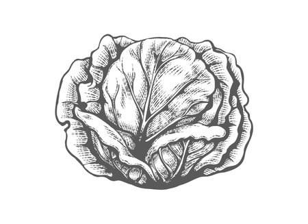 White cabbage engraved sketchのイラスト素材