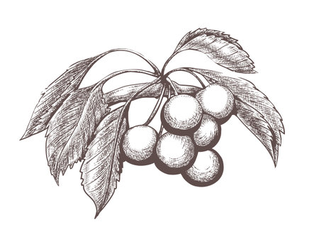 Sketched cherries branchのイラスト素材