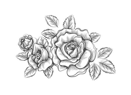 Hand drawn outline roses sketchのイラスト素材