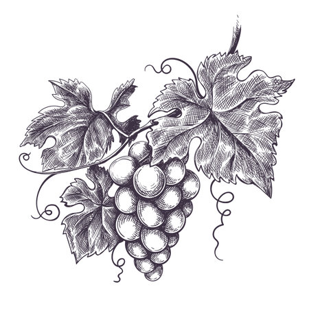 Grapes bunch ink pen sketchのイラスト素材