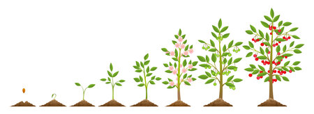 Cherry tree growth stagesのイラスト素材