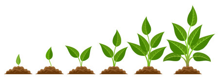 Phases plant growingのイラスト素材