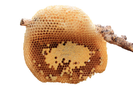 Beehive closeup on stick isolated on white background.の写真素材