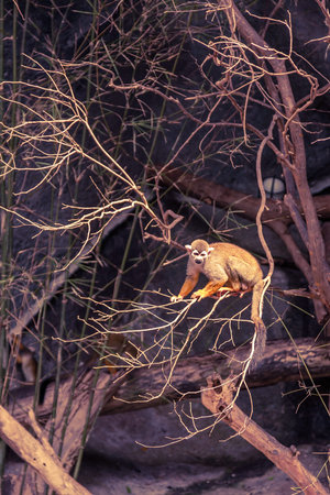 Small monkey climbing on tree at mountain.