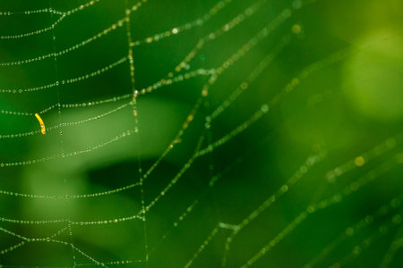 Spider web with droplets of water and nice green bokeh background.