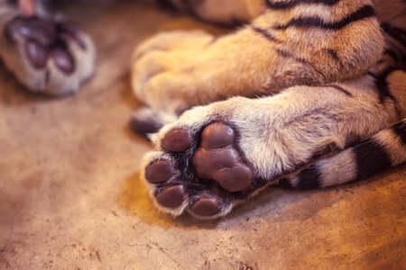 Paw of tiger.の写真素材