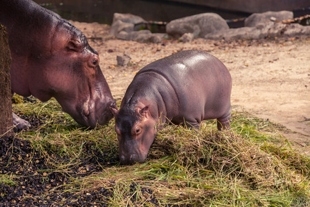 Baby hippo and mom eating food and grass.の写真素材