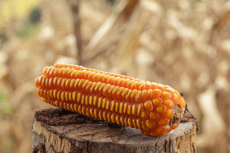 Dried corn on stub with dead corn field on background.