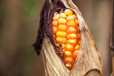 Close up of dried corn in stem.の写真素材