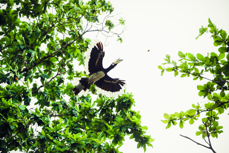 A hornbill flying to get some food over the air.の写真素材