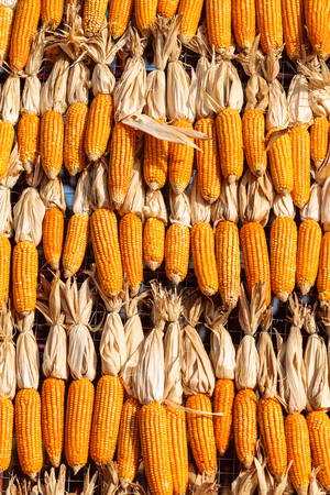 Group of dried corns hanging in line and stack up.の写真素材