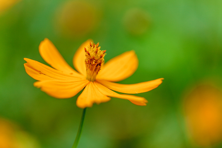 Closeup of yellow flowerの写真素材
