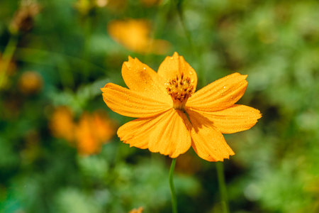 Closeup of yellow flower.