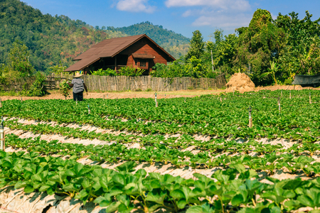 Agriculture field of mix organic product farm and working farmers.の写真素材
