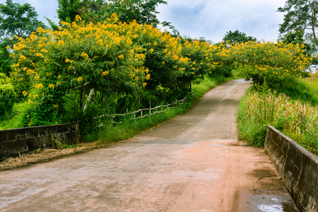 Concrete path pass through yellow blossom tree tunnel with clear blue sky.の写真素材