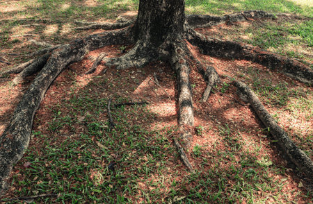 Roots of big tree in the garden surrounded by dry leaves.
