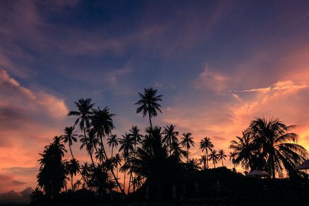Silhouette of coconut trees against dramatic sunset sky background.の写真素材