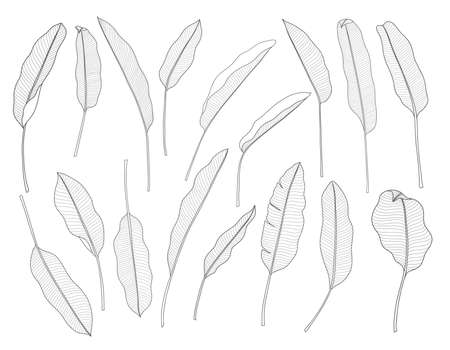 Exotic tropical leaf hand drawn vector. Botanical leaves, Canna leaves, banana leaf, black and white engraved ink art. Design for fabric, textile print and wrapping paper.のイラスト素材