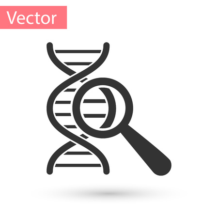 Grey DNA research, search icon isolated on white background. Magnifying glass and dna chain. Genetic engineering, cloning, paternity testing. Vector Illustrationのイラスト素材