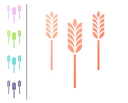 Coral Cereals set with rice, wheat, corn, oats, rye, barley icon isolated on white background. Ears of wheat bread symbols. Set color icons. Vector Illustrationのイラスト素材
