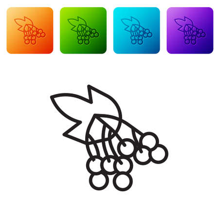Black line Branch viburnum or guelder rose icon isolated on white background. Healthful viburnum fruit bunch for natural vitamin. Set icons in color square buttons. Vectorのイラスト素材