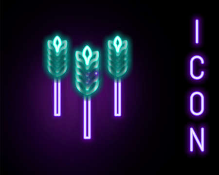 Glowing neon line Cereals set with rice, wheat, corn, oats, rye, barley icon isolated on black background. Ears of wheat bread symbols. Colorful outline concept. Vectorのイラスト素材