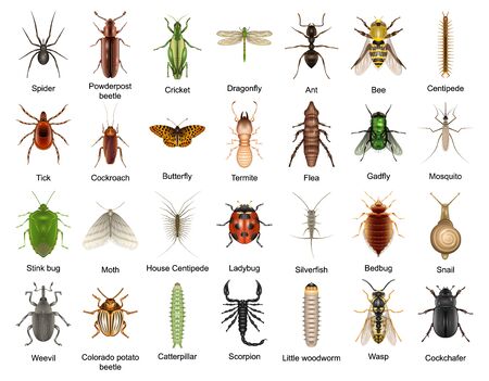 Beetle isolated realistic set icon. Vector realistic set icons insect . Vector illustration beetle on white background.の写真素材