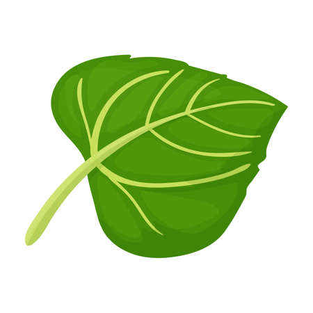 Leaf of sunflower vector icon.Cartoon vector icon isolated on white background leaf of sunflower.のイラスト素材