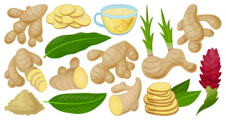 Ginger isolated cartoon set icon. Vector illustration root on white background. Vector cartoon set icon ginger.のイラスト素材