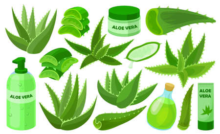 Aloe vera vector cartoon set icon. Vector illustration cactus on white background. Isolated cartoon set icon aloe vera.のイラスト素材
