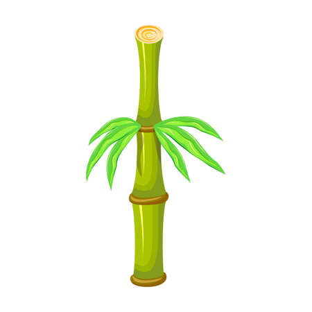 Bamboo vector icon.Cartoon vector icon isolated on white background bamboo.のイラスト素材