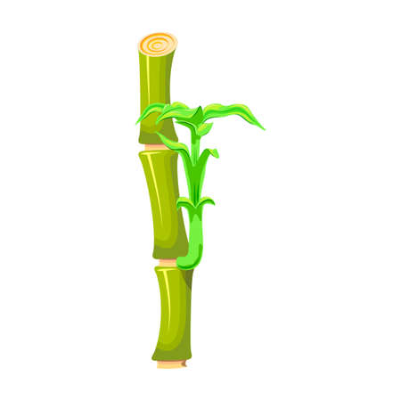 Bamboo vector icon.Cartoon vector icon isolated on white background bamboo.のイラスト素材